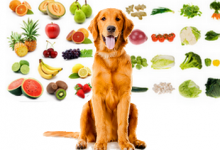 Ovocie a zelenina ktorú Psy môžu alebo nemôžu jesť