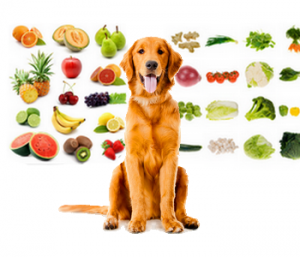 Frukt och grönsaker som hundar kan eller inte kan äta