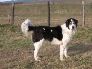 Ovčácký pes Bucovina Psi plemen z Ukrajiny psi