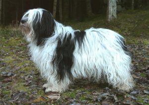 Polský nížinný ovčák Polští psi