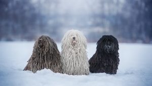 Puli Perro húngaro razas de perros