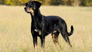 Kopov de Transilvania Perro húngaro de razas caninas