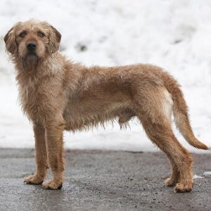 Štýrský doger - rakouští psi  