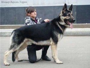 Perros de pastor de Europa del Este de Ucrania
