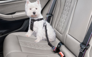 Jak wybrać szelki dla psa do samochodu