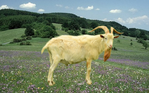 Długość życia kozy