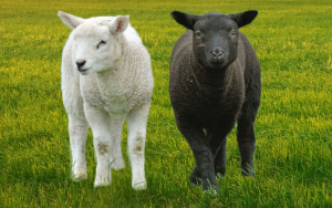 Reprodukcja owiec - Owca