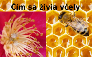 čím se včely živí