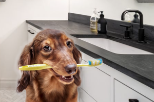 limpieza de los dientes del perro