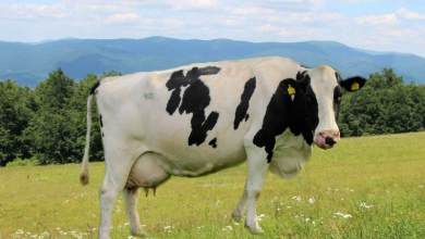 čo je to krava
