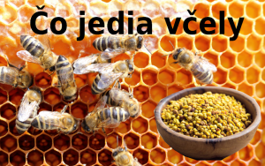 qué comen las abejas