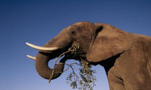 fakty o słoniach