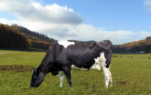 hmotnosť kravy