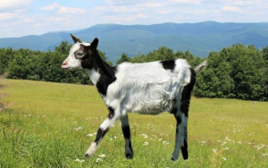 Produkcja mleka koziego Koza