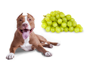 Czy pies może jeść winogrona Owoce i warzywa, które psy mogą lub nie mogą jeść