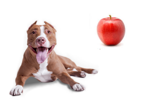 Kan hunden äta äpple Frukt och grönsaker som hundar kan eller inte kan äta