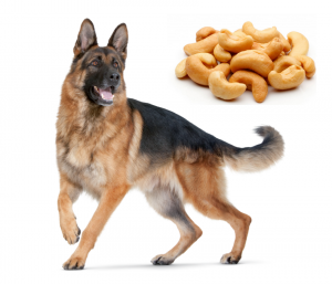 burk hund cashew