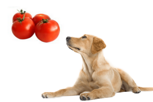 může pes jíst rajčata Ovoce a zelenina, kterou psi mohou nebo nemohou jíst
