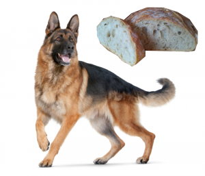 hundar får äta bröd