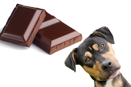mohou psi čokoládu