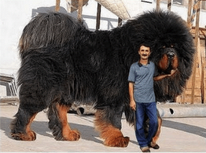 perro enorme