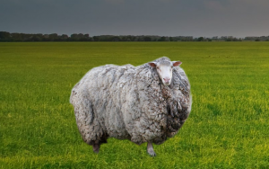 ovce na vlně