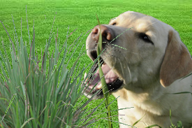 pes žerie trávu a zvracia