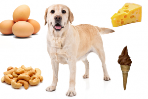 żywność, którą psy mogą i nie mogą jeść