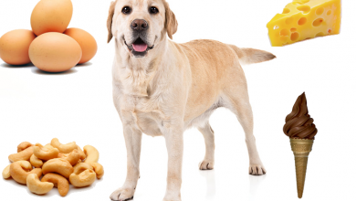 potraviny ktoré psy môžu a nemôžu jesť