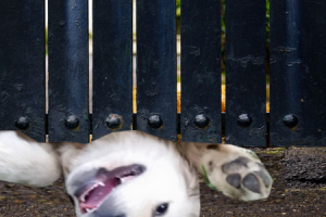 perro cavando bajo la valla