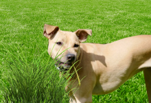 prečo pes žerie trávu