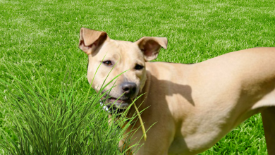prečo pes žerie trávu
