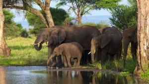 Familia de elefantes Datos sobre los elefantes