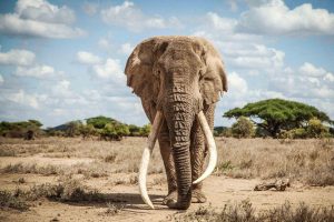 Kły słoniowe Fakty o słoniach