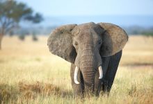 slony fakty o slonoch