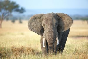 elefanter fakta om elefanter
