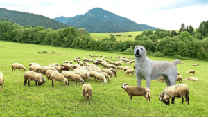 guardián de las ovejas