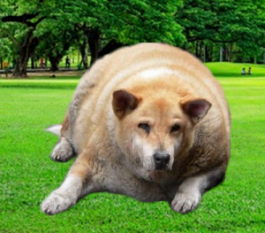 tučný pes