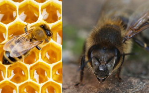 Skąd się biorą pszczoły