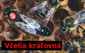 Królowa pszczół - Rodzaje pszczół w ulu