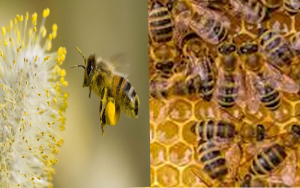 Pszczoły w czasie zimy