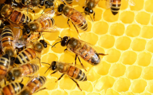 Rodzaje pszczół