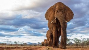 velky slon Fakty o slonoch