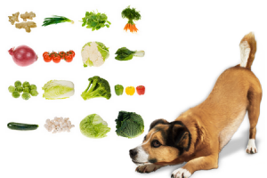 zelenina, kterou pes může a nemůže jíst