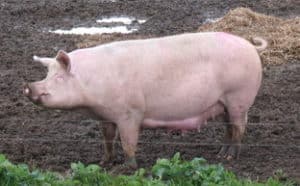 Yorkshire - Rasy świń mięsnych
