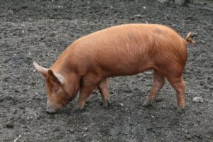 Tamworth - rasy świń mięsnych 