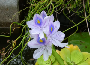 Eichornia gruboogonkowa (Common water hyacinth)