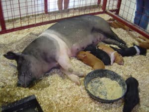 Hampshire - Rasy świń mięsnych