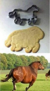 zábavné obrázky koní
