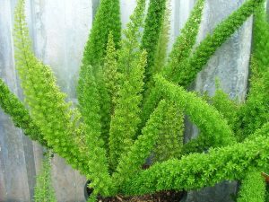   Plantas para el cuarto de baño Asparagus densiflorus (Espárrago densiflorus)